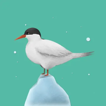 Antarktisseeschwalbe — Vögel