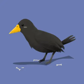 Krähe — Vögel