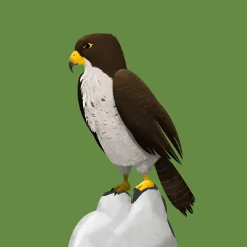 Falke — Vögel