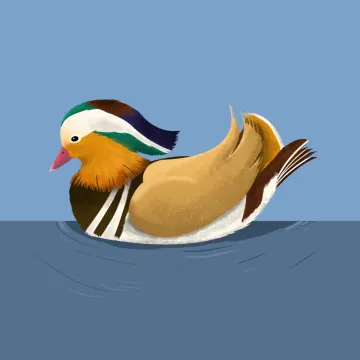 Mandarinente — Vögel