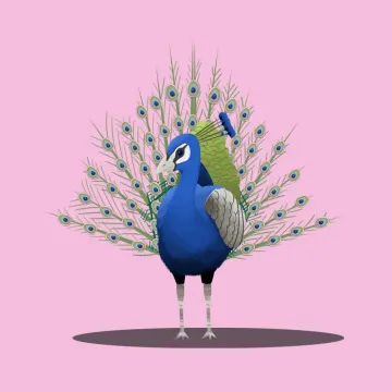 Pfau — Vögel