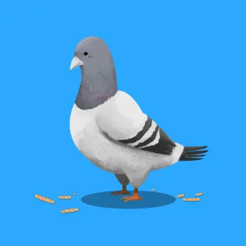 Taube — Vögel