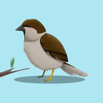 Spatz — Vögel