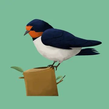 Schwalbe — Vögel