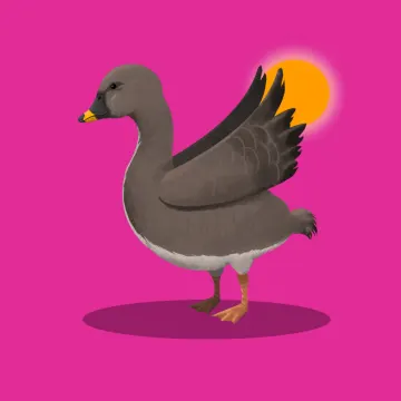 Wildgans — Vögel