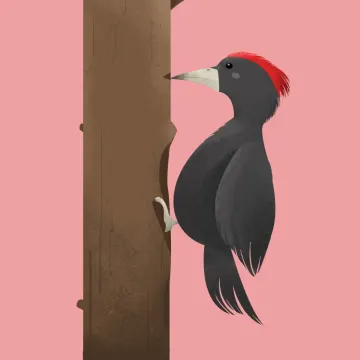 Specht — Vögel