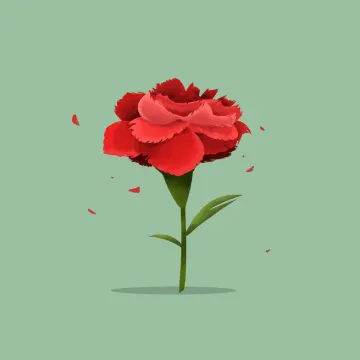 카네이션 — 꽃과 나무