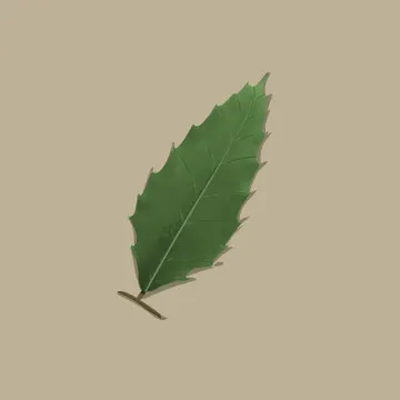 밤나무 잎 — 꽃과 나무