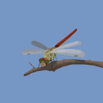 Libelle — Insekten