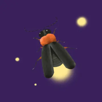 Glühwürmchen — Insekten