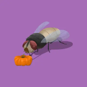 Fliege — Insekten