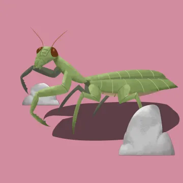 Gottesanbeterin — Insekten