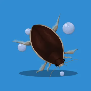 Wasserkäfer — Insekten