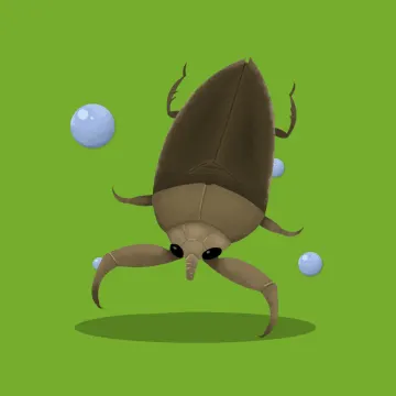 Wasserwanze — Insekten