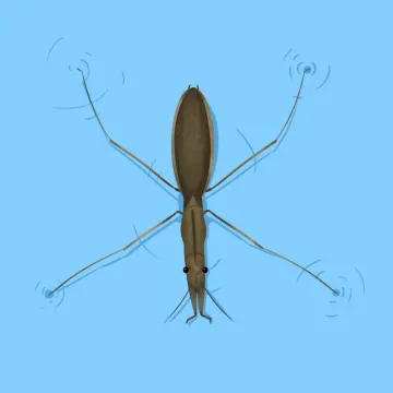 Wasserläufer — Insekten