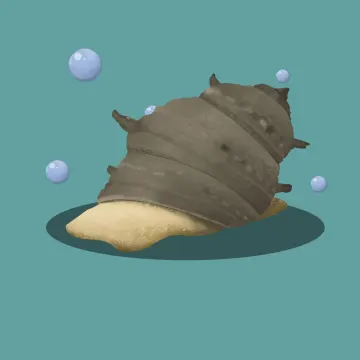海螺 — 海洋动物