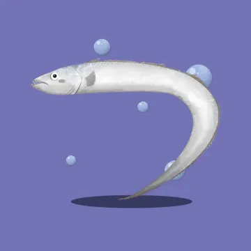 Degenfisch