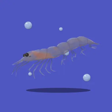 磷虾 — 海洋动物