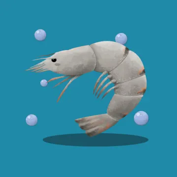 虾 — 海洋动物