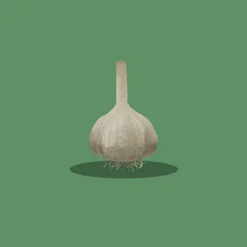 Knoblauch — Gemüse und Getreide